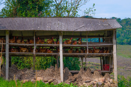 chickens in a hen house in the countryside of brazilの写真素材