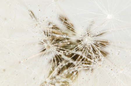 dandelion seeds close-up macro. abstract background. nature