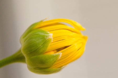 Yellow flower bud on a gray background. Close-up. Macro
