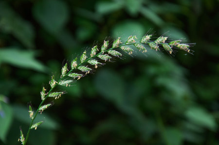 Close up of grass flower on blurred green background. Natural background.