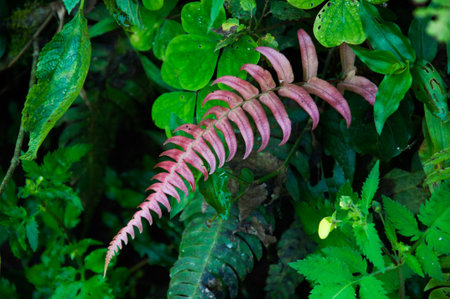 Ferns in the rainforest, Brazil Selective focus.の写真素材