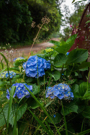 Blue hydrangea in the garden. Blue flowers in summer.の写真素材