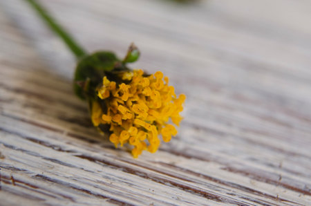 Yellow flower on a wooden background. Shallow depth of field.の写真素材