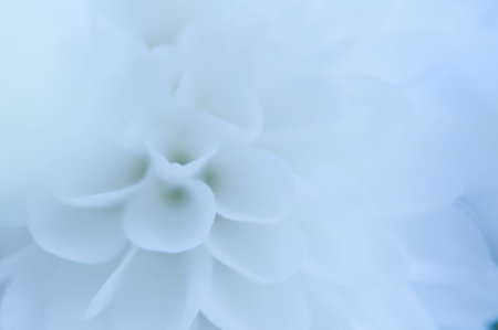 Close up of white chrysanthemum flower, soft focusの写真素材