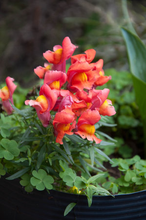 Snapdragon flower, Antirrhinum majus, in the garden