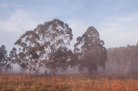 Eucalyptus trees in a foggy field in Brazilの写真素材
