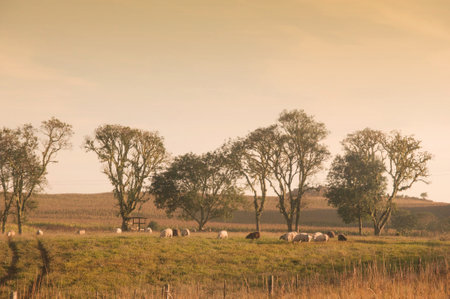 Sheep grazing on a meadow in autumn, with trees in the backgroundの写真素材