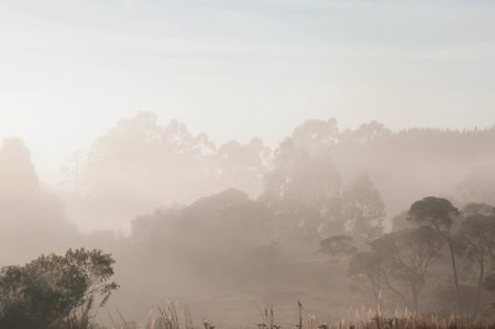 Foggy morning in the forest, Brazilの写真素材