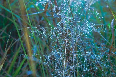 Morning dew on the grass in the meadow. Natural background.の写真素材