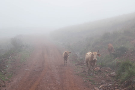 Herd of cows on a dirt road in the foggy morningの写真素材