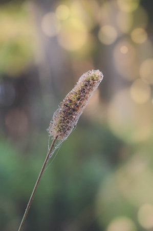 Close up of a grass flower with bokeh in the background