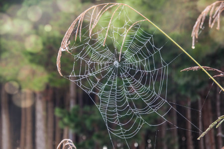 spider web with morning dew in the forest, nature seriesの写真素材