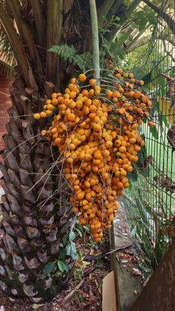 date palm tree with ripe dates in the tropics, closeup of photoの写真素材