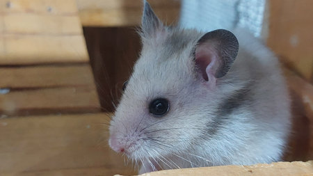 hamster in a cage, close-up of the head.の写真素材