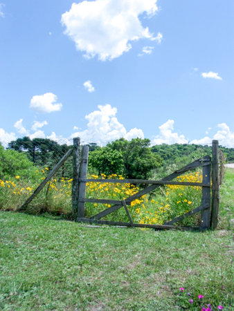 Wooden gate in a meadow with yellow flowers and blue sky