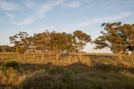 Eucalyptus trees in a field in the evening lightの写真素材