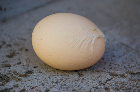 egg on the cement floor in the garden, closeup of photo