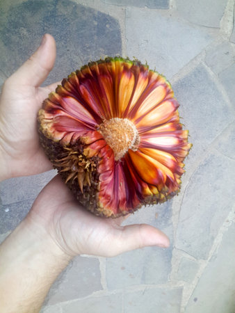 red nut cone in the hand of a man. Close-up.