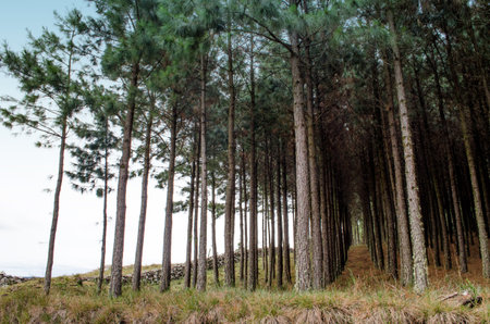Pine forest in Brazilの写真素材