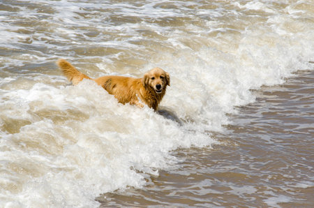 Golden retriever running in the water on the beach in summer.の写真素材