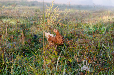 chicken in the meadow in the morning fog, nature seriesの写真素材