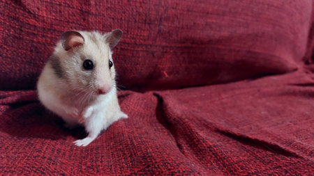 Hamster on a red background.の写真素材