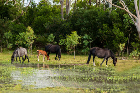 Horses in a field with trees in the background, in Australiaの写真素材