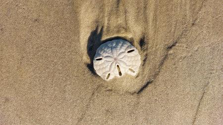 White shell on the sand of a beach. The concept of travel and vacation.