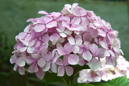 Hydrangea macrophylla is a species of flowering plant in the family Hydrangeaceae.の写真素材