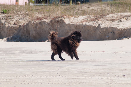 Dog running on the beach in the sand. Black dog on the beach.の写真素材