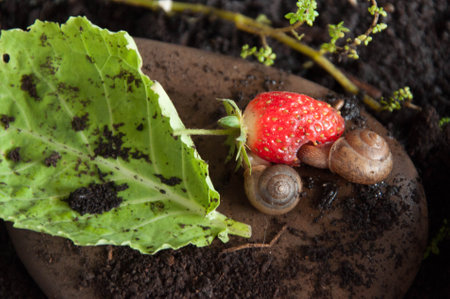 Strawberry in the garden with the soil and the snail.の写真素材