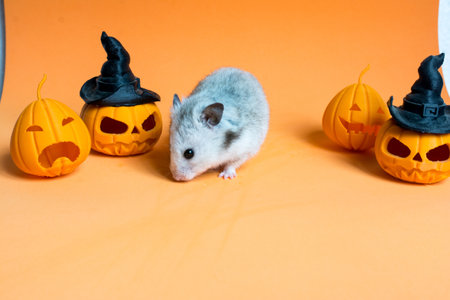 Cute little hamster with Halloween pumpkins on orange background.の写真素材