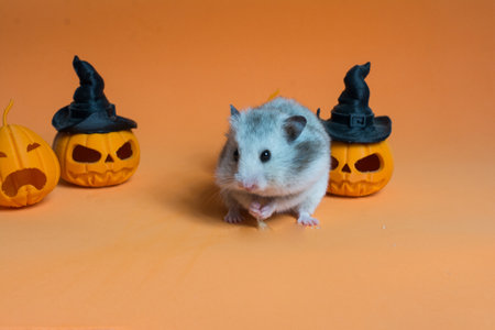 Funny hamster with Halloween pumpkins on orange background. Studio shot.の写真素材