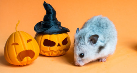 Hamster with pumpkin and witch hat on orange backgroundの写真素材