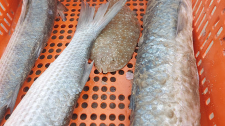 Fresh fish in plastic basket stall. Fish market in Brazil