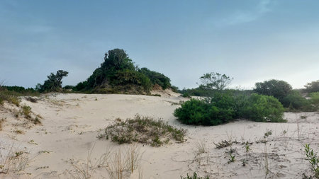 Panoramic view of sand dunes and vegetation in brazilの写真素材