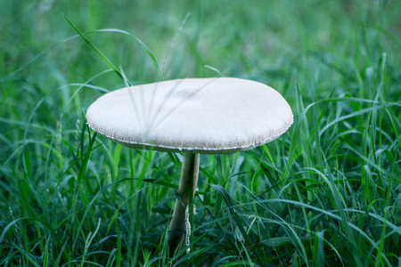 Mushroom growing in the green grass. Selective focus.の写真素材
