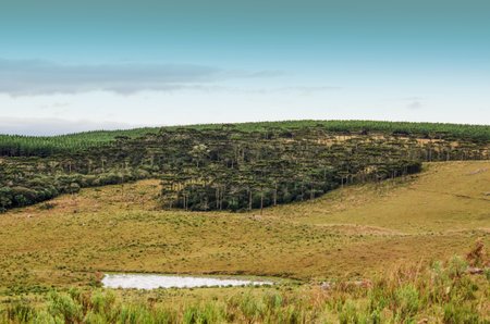 araucaria forest on a hillside with a small lake in the backgroundの写真素材