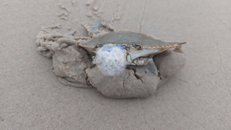 Crab and Shell on the Beach in Brazil