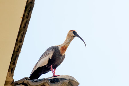 Beautiful ibis guesthouse resting