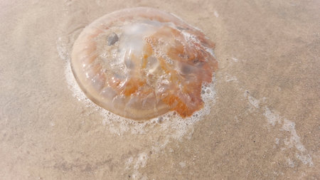 Jellyfish on the beach in the morning, shallow depth of fieldの写真素材