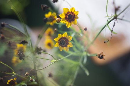Yellow flowers in a vase on the table. Selective focus.の写真素材