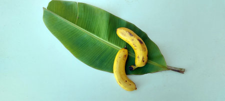 banana and banana leaf on white background,Banana and banana leafの写真素材
