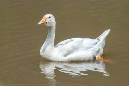 White goose swimming in the lake, close-up of photoの写真素材