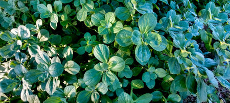 Close up view of boldo in a garden. Selective focus.の写真素材