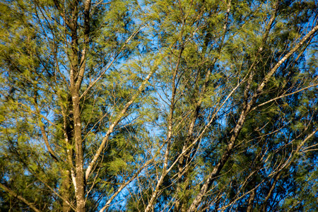 Pine trees against the blue sky in the forest.の写真素材