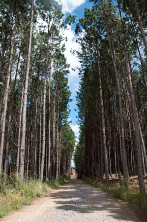 Pine trees along the road in pine forest,の写真素材