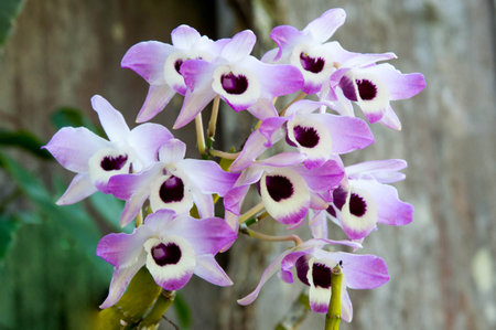 Purple and white orchids in a garden in Brazilの写真素材