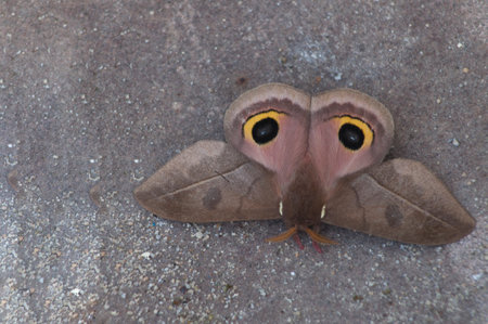moth on the cement floor in the rainforest, brazilの写真素材