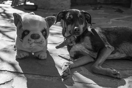 Dog and toy dog in black and white photoの写真素材